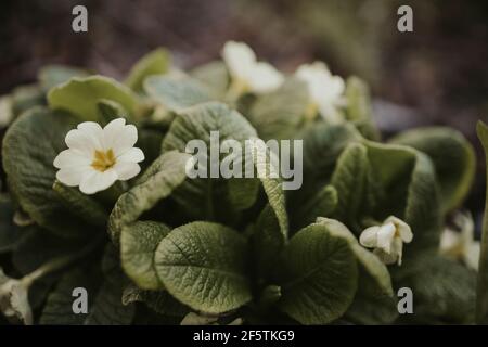 Un fuoco selettivo dei fiori bianchi di Primrose nel giardino Foto Stock