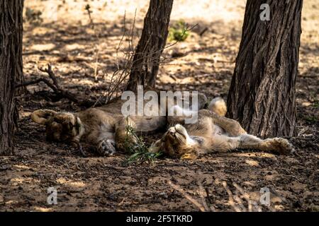 Due cubetti di leone addormentati all'ombra di un albero Foto Stock