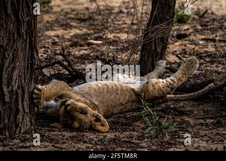 Un cucciolo di leone addormentato all'ombra di un albero Foto Stock