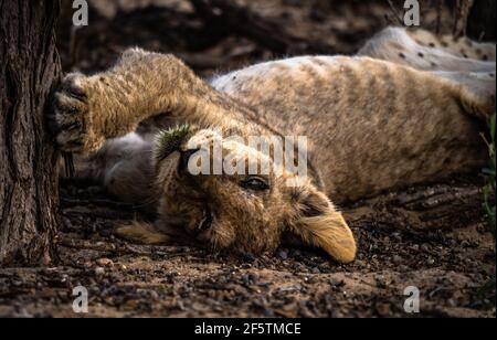 Un cucciolo di leone addormentato all'ombra di un albero Foto Stock