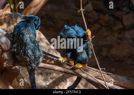 Tamarina rossa nel parco delle scimmie a Tenerife, Isole Canarie, Spagna. Foto Stock