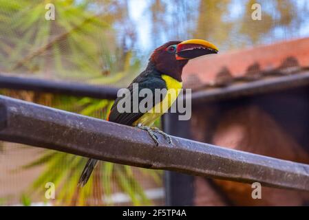 Aracari verdi nel parco della giungla a Tenerife, Isole Canarie, Spagna. Foto Stock