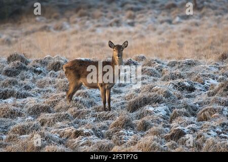 Cervi rossi femminili in una mattinata molto fredda, fotografati nel veluwe zoom, Paesi Bassi. Foto Stock