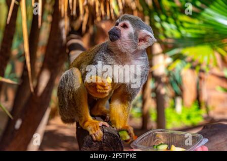Scimmia scoiattolo comune che viene alimentato nel parco delle scimmie a Tenerife, Isole Canarie, Spagna. Foto Stock