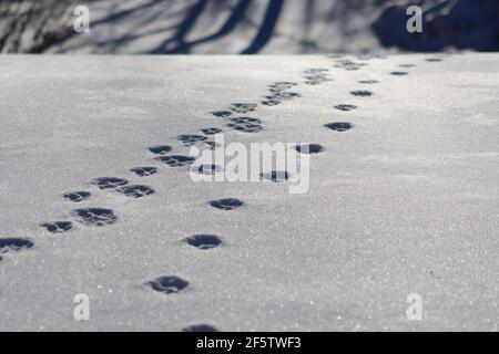 Volpe rossa tracce nella neve Foto Stock