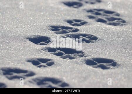 Volpe rossa tracce nella neve Foto Stock