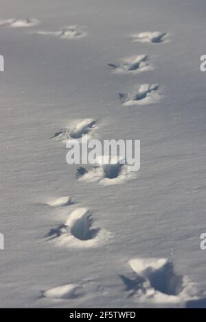 Percorsi dei cervi Whitetail nella neve profonda Foto Stock