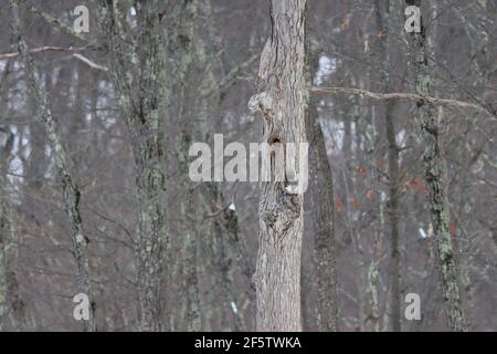 Scoiattoli d'albero in inverno Foto Stock