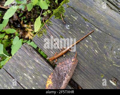 Salamander a coda lunga attraversa un ponte in legno Foto Stock