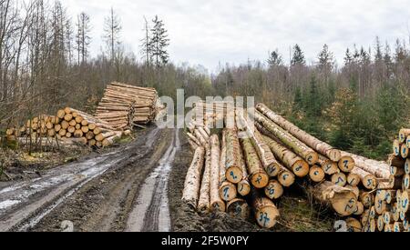 Cantiere o sito di troncatura con strada fangosa e pali di alberi abbattuto o tronchi di tronchi, stack di tronchi di legno nella foresta, deforestazione in Germania, Europa Foto Stock