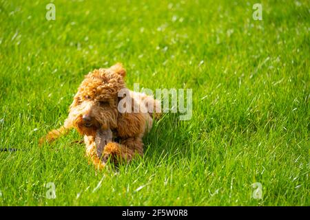 Giovane cane di poodle in miniatura visto posa in erba lussureggiante mentre masticando ad un bastone che ha trovato. Foto Stock