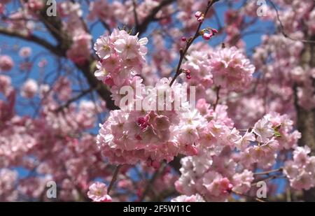 Macro di fiori di ciliegio rosa su un albero in primavera Foto Stock