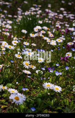 Marguerite Daisy, camomilla di Parigi, Argyranthemum frutescens. Fiori selvatici in primavera. Foto Stock