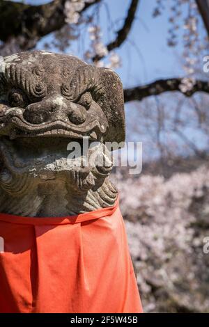 Komainu o statua del cane di leone al Santuario di Himuro Jinja a Nara, Giappone a fine marzo con la fioritura dei ciliegi di saqura alle spalle Foto Stock
