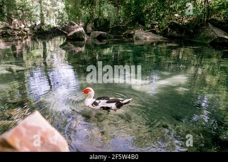 Anatra bianca con testa rossa, l'anatra moscovy, nuota nello stagno. L'anatra moscovita, lat. Cairina moschata è una grande anatra originaria del Messico e dell'An Centrale Foto Stock