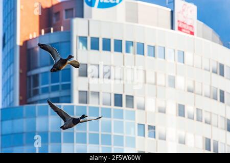 Wien, Vienna: ufficio edificio Florido Tower, coppia volante di anatra mallard (Anas platyrhynchos) nel 21. Floridsdorf, Vienna, Austria Foto Stock