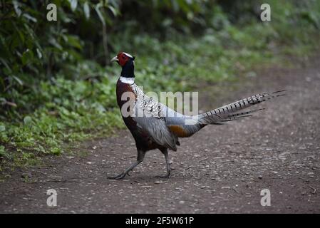 Comune fagiano maschio (Phasianus colchicus) a sinistra Profilo su un percorso di Tarmac su una riserva naturale a Staffordshire, Regno Unito in primavera Foto Stock