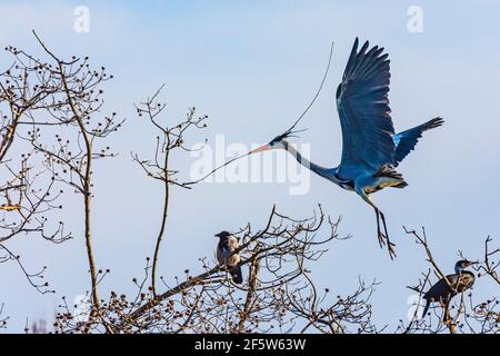 Wien, Vienna: Airone grigio volante (Ardea cinerea) con nido materiale da costruzione, corvo carrabile, cormorano, parco Wasserpark nel 21. Floridsdorf, Wien, Austriaci Foto Stock