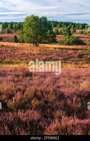 Paesaggio tipico del Leide di Lueneburger con erica in fiore, al Wilseder Berg, Lueneburger Heide, bassa Sassonia, Germania Foto Stock