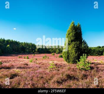 Paesaggio tipico della brughiera di Lueneburg con erica in fiore e cespuglio di ginepro, bassa Sassonia, Germania Foto Stock