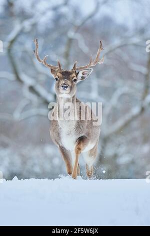 Daino (Dama dama) che cammina nella neve, Baviera, Germania Foto Stock