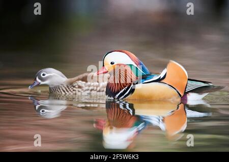 Mandarin anatra (Aix galericulata) coppia nuoto in acqua, Baviera, Germania Foto Stock