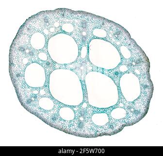 Ninfee (Ninfea alba), t.stem, colorazione Wacker 3A Foto Stock