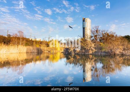 Wien, Vienna: parco Wasserpark, edificio ufficio Florido Tower, airone grigio volante (Ardea cinerea) nel 21. Floridsdorf, Vienna, Österreich Foto Stock