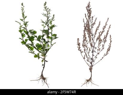 Mugwort comune (Artemisia vulgaris) e appassito su terreno bianco, Baviera, Germania Foto Stock