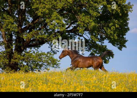 Giovane galoppino di mare Arabico purosangue sul prato di fiori, Austria Foto Stock