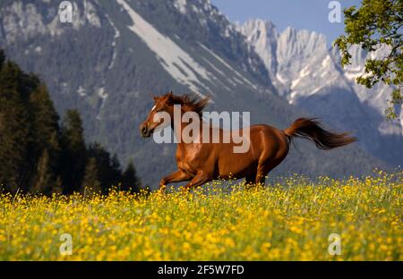 Giovane galoppone di mare arabo purosangue su prati fioriti di fronte al paesaggio montano, Austria Foto Stock