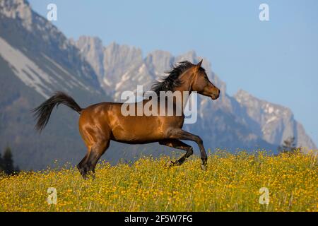 Giovane galoppone di mare arabo purosangue su prati fioriti di fronte al paesaggio montano, Austria Foto Stock