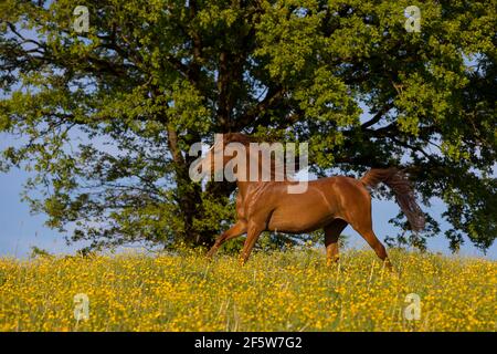 Giovane galoppino di mare Arabico purosangue sul prato di fiori, Austria Foto Stock