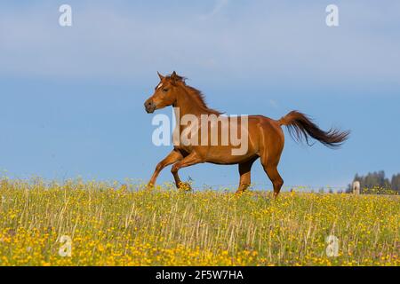 Giovane galoppino di mare Arabico purosangue sul prato di fiori, Austria Foto Stock