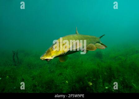 Barbel comune (Barbus barbus) Foto Stock