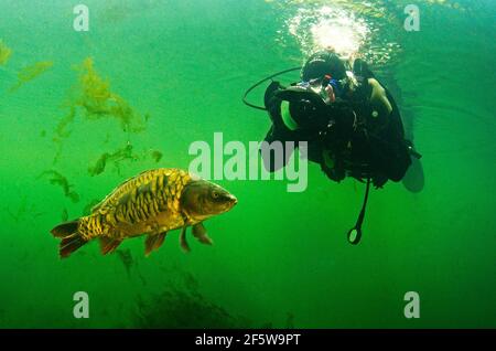 Subacqueo con carpa (Cyprinus carpio), Baden-Wuerttemberg, Germania Foto Stock