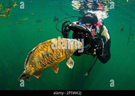 Subacqueo con carpa (Cyprinus carpio), Baden-Wuerttemberg, Germania Foto Stock