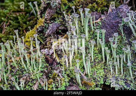 Raro lichene di cladonia pyxidata (fungo simbiotico e alghe) crescere su un albero mussoso caduto su una sorgente calda mattina nella foresta Foto Stock