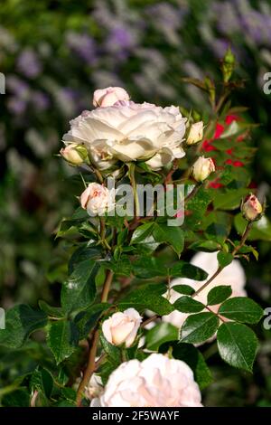 Bellissime gemme di fiori bianchi di una rosa in un giardino estivo. Foto Stock