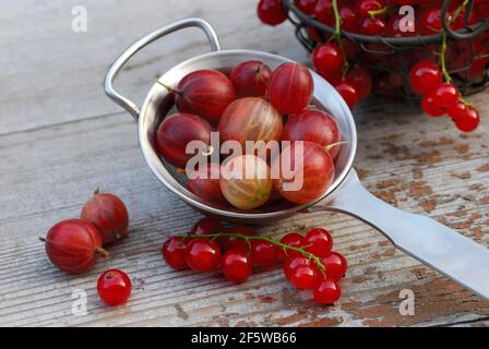 Frutti di bosco in setaccio e ribes ( Ribes uva-crisspa) , ( Ribes rubrum) Foto Stock
