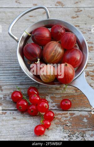 Frutti di bosco in setaccio e ribes ( Ribes uva-crisspa) , ( Ribes rubrum) Foto Stock