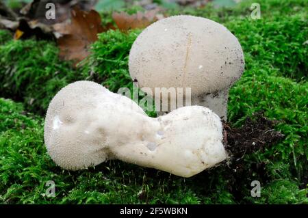 Patata in bustina (Lycoperdon excpuliforme) (Calvatia excpuliformis) (Handkea excpuliformis) Foto Stock