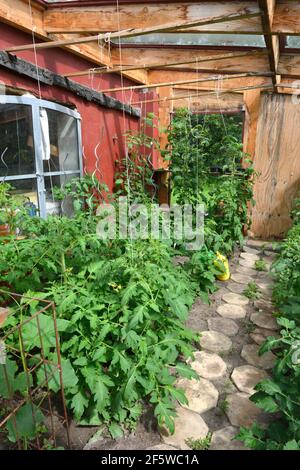 Pomodori (Solanum lycopersicum) in serra di legno Foto Stock