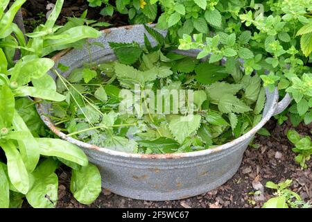 Produzione di letame liquido di ortica (Urtica dioica) Foto Stock