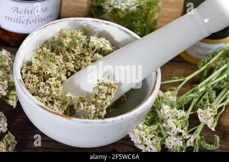 Yarrow, fiore in polvere (Achillea millefolium) Foto Stock