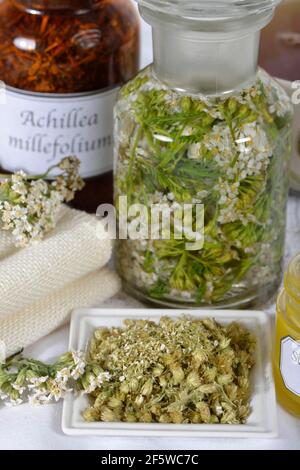 Yarrow, fiore in polvere (Achillea millefolium) Foto Stock