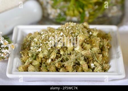 Yarrow, fiore in polvere (Achillea millefolium) Foto Stock