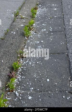 Controllo di erbacce con sale di strada, erbacce Foto Stock