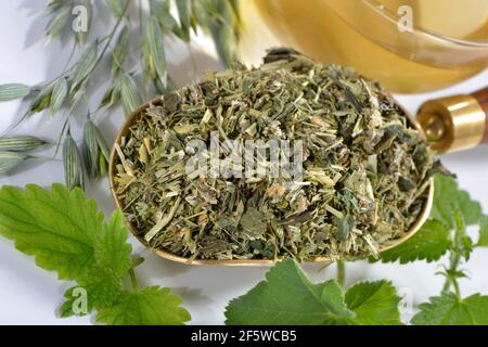 Erba d'avena, paglia d'avena, ortica, manto da donna alpina (avena sativa) (Urtica dioica) (Alchemilla alpina), tè verde d'avena Foto Stock