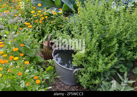 Produzione di letame liquido di ortica (Urtica dioica) Foto Stock